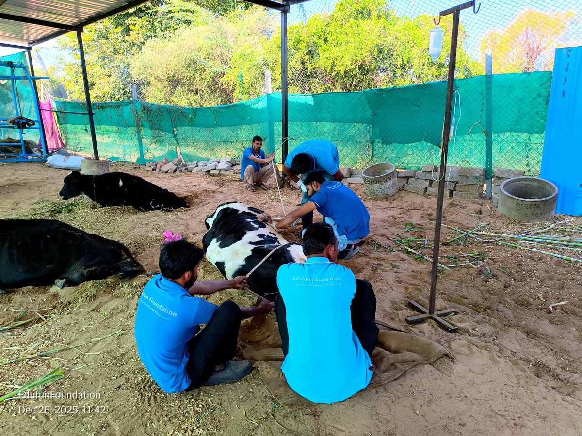 EdufunIndia's tweet photo. An accident-injured cow was brought to #Jivdaya_Vatsalya&amp;Dham, where our team immediately started treatment and care. 🐄💚
Every life deserves compassion, timely help, and dignity.

#edufunfoundation #paarassoni #onehelpcanchangemanylives https://t.co/teBd4cOkVc