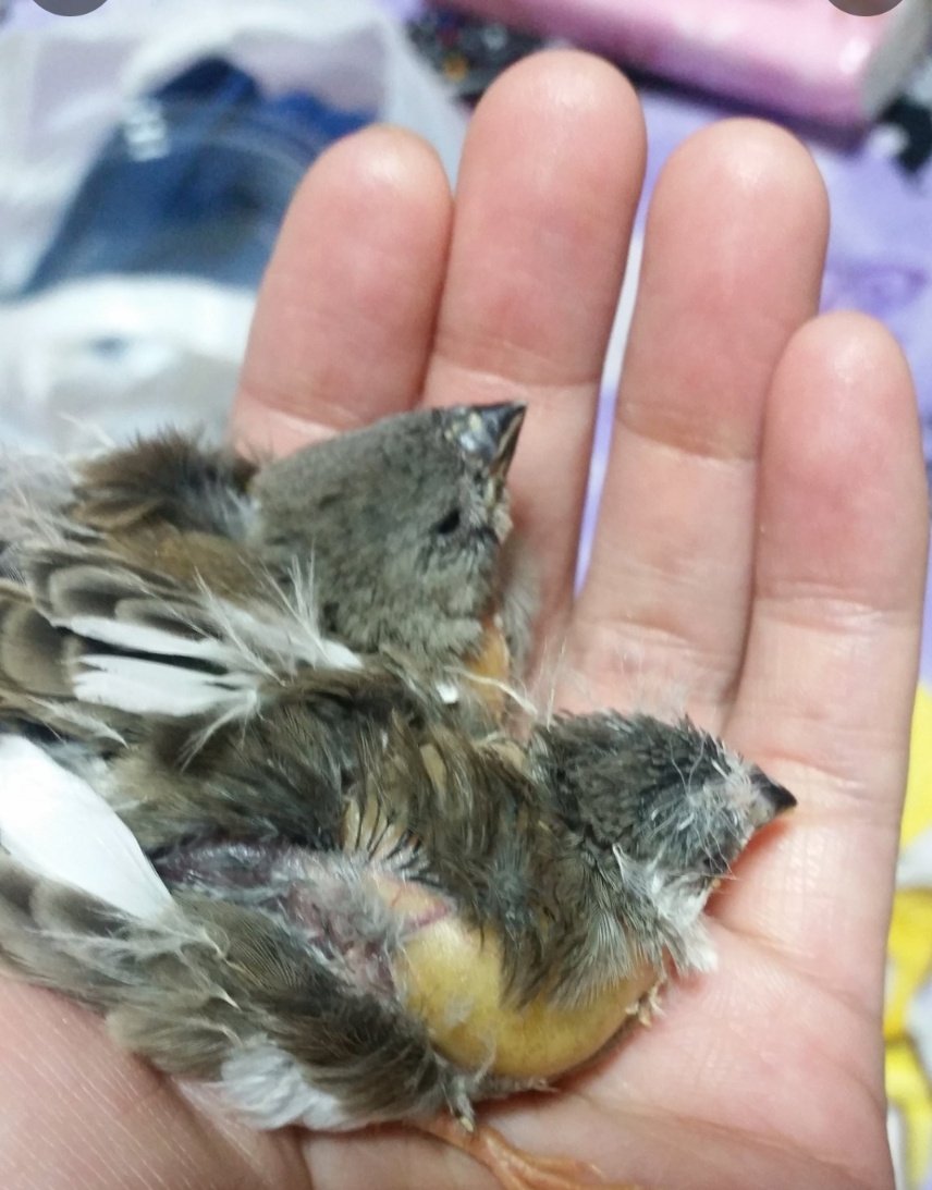 axamia's tweet photo. 2016年4月２５日
キンカチョウ2羽お迎え
４月２９日
初めて栗玉を食べてみた日
４月３０日
白ぺーが先に飛び
続いて黒ぺーが
初飛行
大好きな遊び
注意⚠️笑い声入ってます
2016年　2017年は
保存した写真を訳合ってみることができず
Twitter を遡って
保存作業に入りたいと思います
#ペーメモリー https://t.co/JO3exjo5Jh