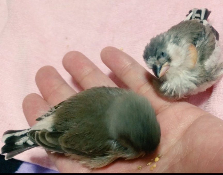 axamia's tweet photo. 2016年4月２５日
キンカチョウ2羽お迎え
４月２９日
初めて栗玉を食べてみた日
４月３０日
白ぺーが先に飛び
続いて黒ぺーが
初飛行
大好きな遊び
注意⚠️笑い声入ってます
2016年　2017年は
保存した写真を訳合ってみることができず
Twitter を遡って
保存作業に入りたいと思います
#ペーメモリー https://t.co/JO3exjo5Jh