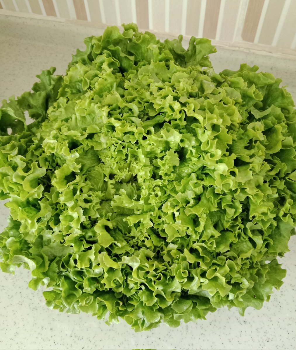 evrenin en sevimli sebzesi falan onu çok seviyorum