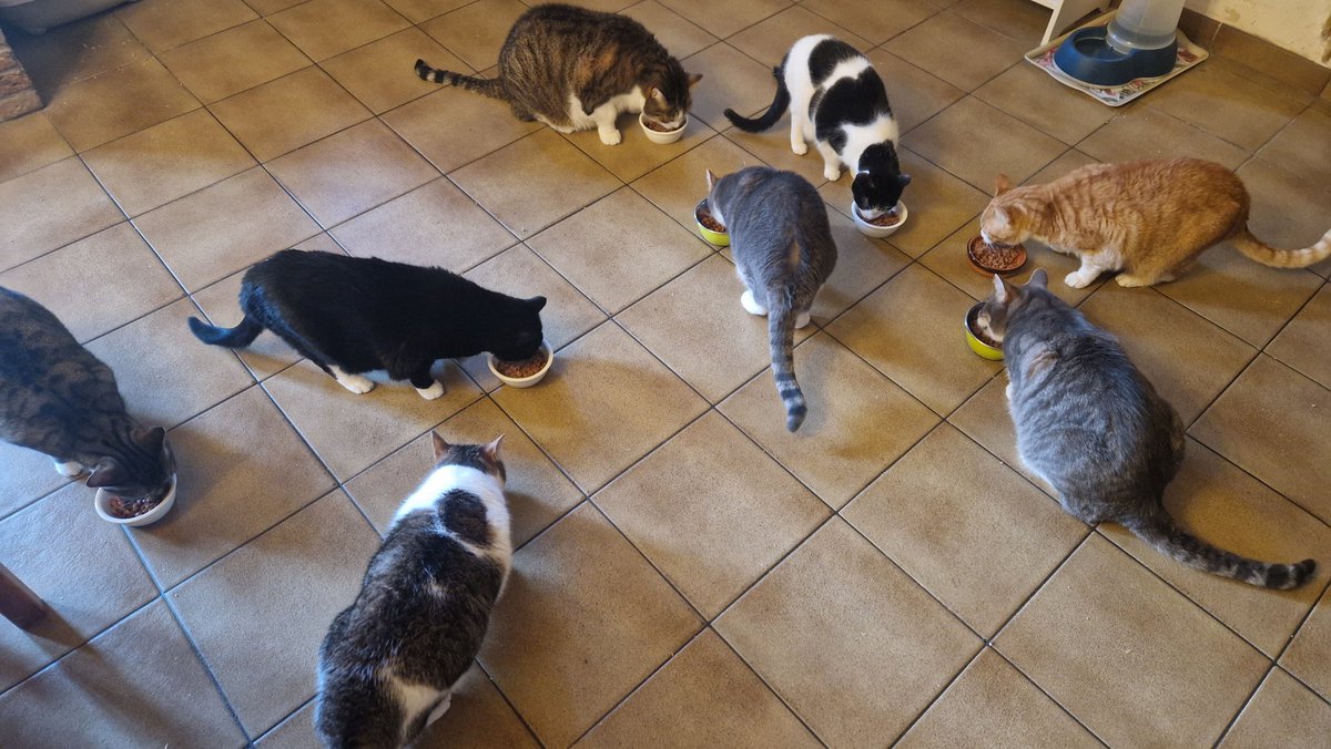 Sabine VG BCK Ⓥ🌻🇺🇦🐾🪶 tweet media