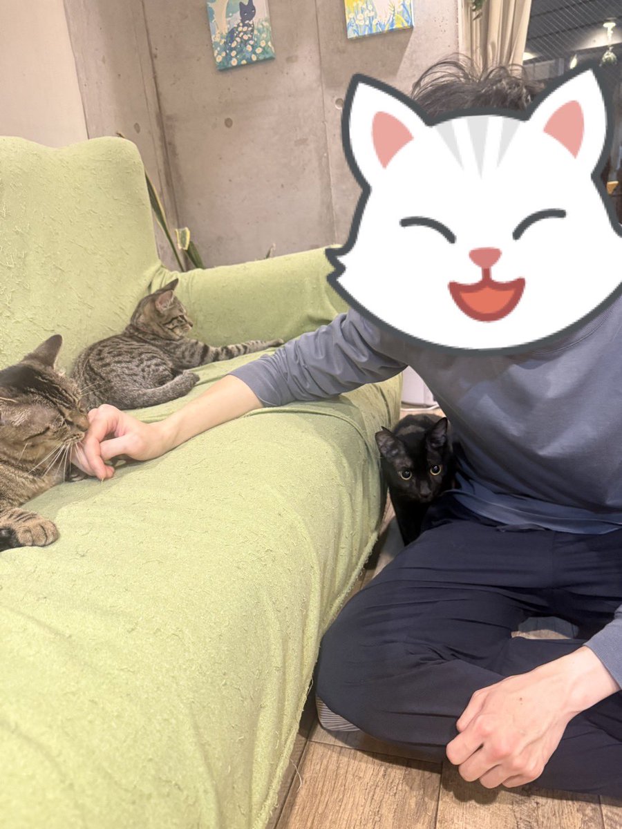 Hanachu_san's tweet photo. 2ヶ月ぶりに駒猫さんに行けました👏😭
チロちゃんに行ってらっしゃい言えてよかった！たくさん甘��て幸せになってね🐈‍⬛💗
新にゃん含めみんな健康で何より☺️☺️

今年も一年、たくさんの癒しをありがとうございました！また来年もよろしくお願いいたします🐈
#駒猫 https://t.co/3SjOdasHQ6