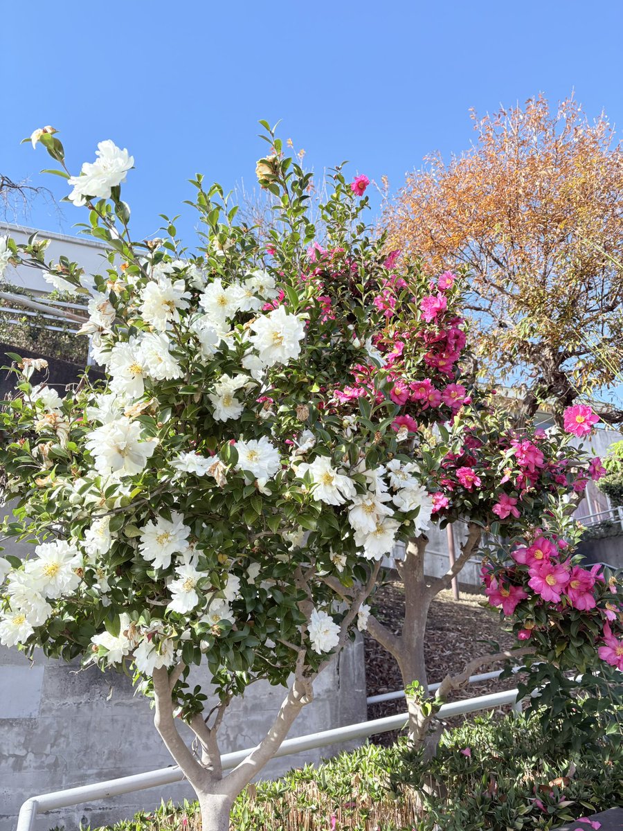 じゃくりん tweet media