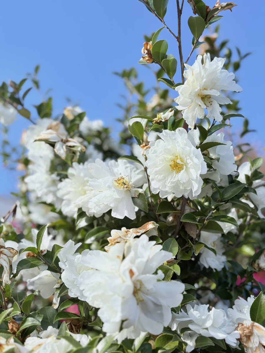 じゃくりん tweet media