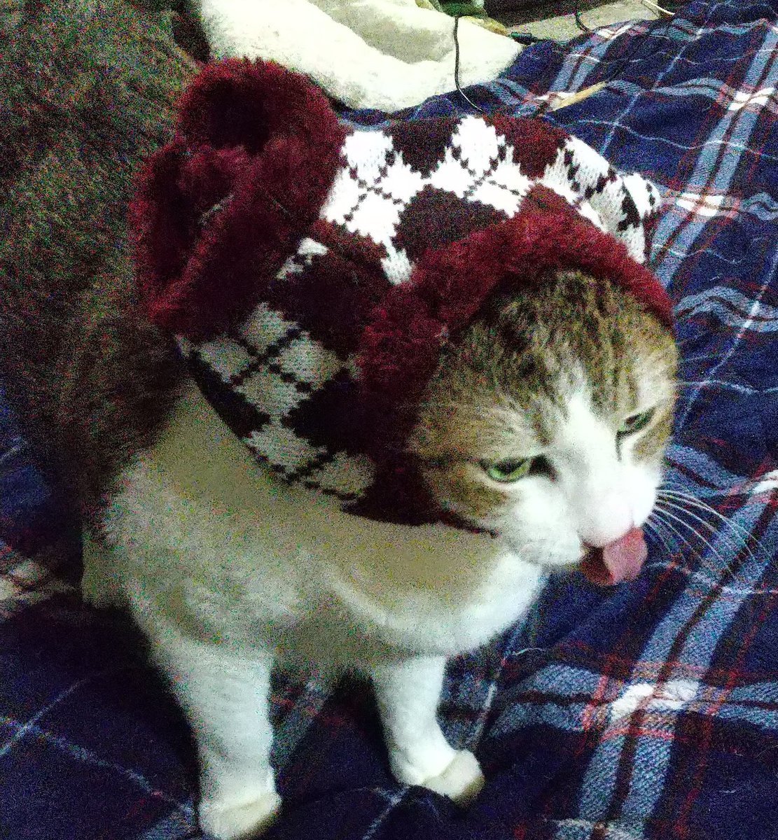 ｪ)・)8キロちゃん仕事納めしてききーたよ💕 小型犬用の服頭すら通ら