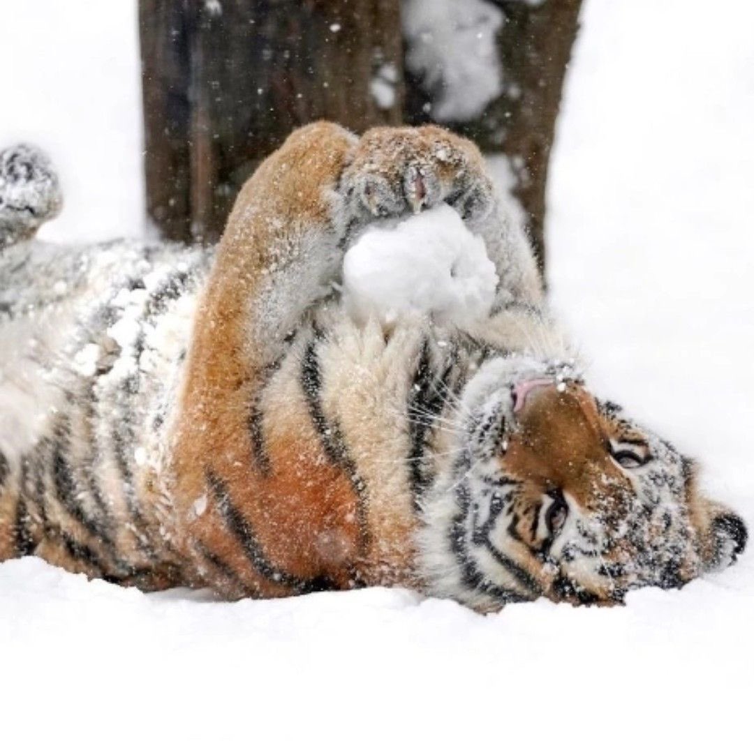 I love this snowball in particular ❤️