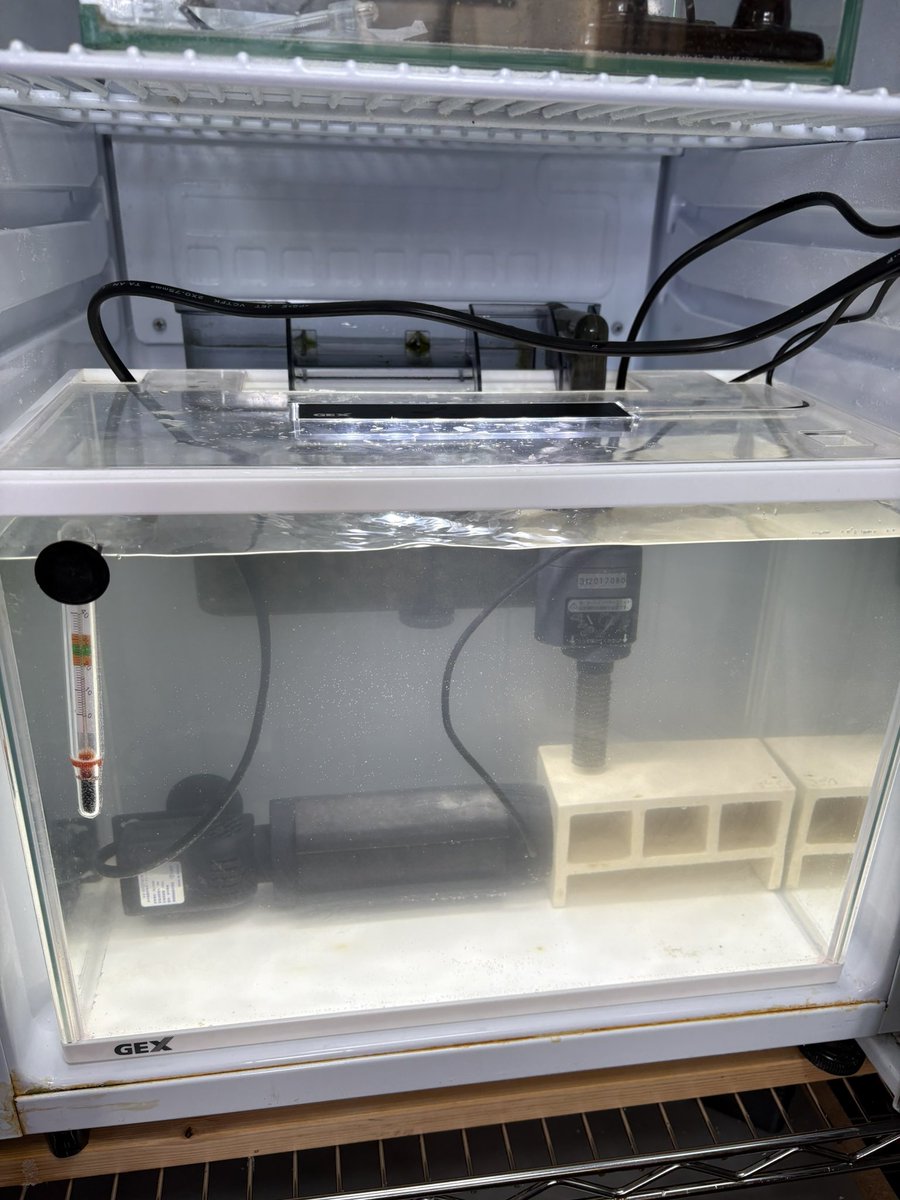 たけとら🦭 (@t_a_k_e_t_o_r_a) / Posts / X