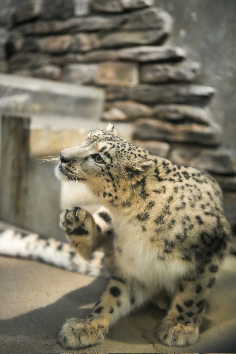 keifuwa's tweet image. カイカイカイ…！

 itchy…!

#ヒメル
#ずっと元気でいてね