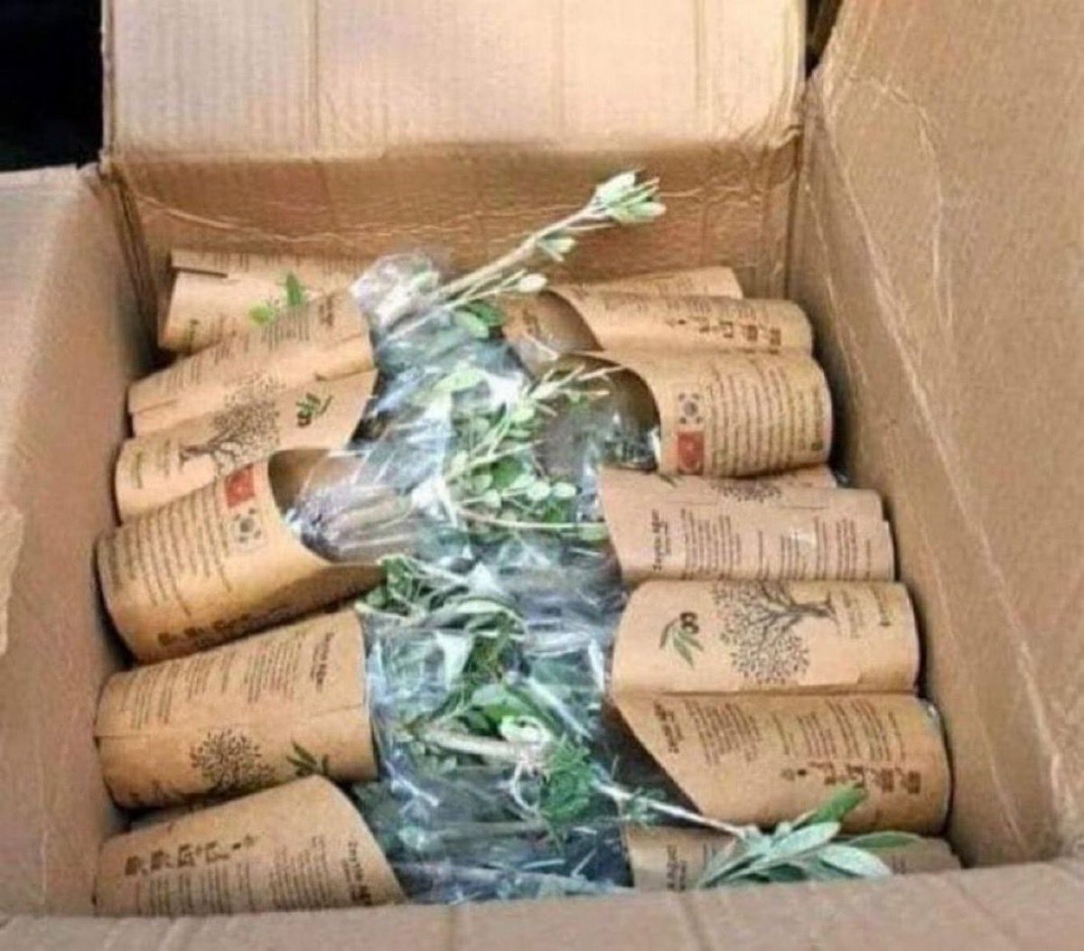 Güney Kore, Hatay'a orman yangınlarında zarar gören arazilere dikilmek üzere 3043 zeytin fidanı gönderdi. 3043 fidan, Kore Savaşında Şehit düşen 3043 Türk Askerimizin Anısına ulaştırıldı.. 
Teşekkürler Güney Kore.