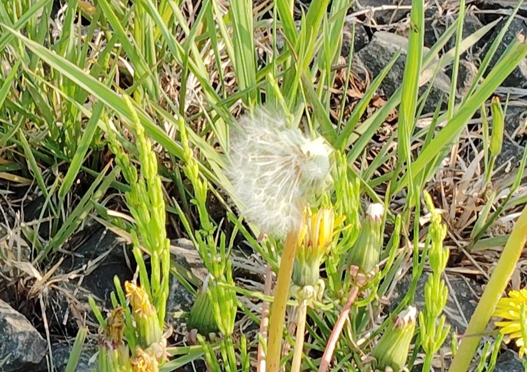 たんぽぽ　 今年撮った写真で小ネタを一つ 1.耐久配信前のたんぽぽ民 2.15時間