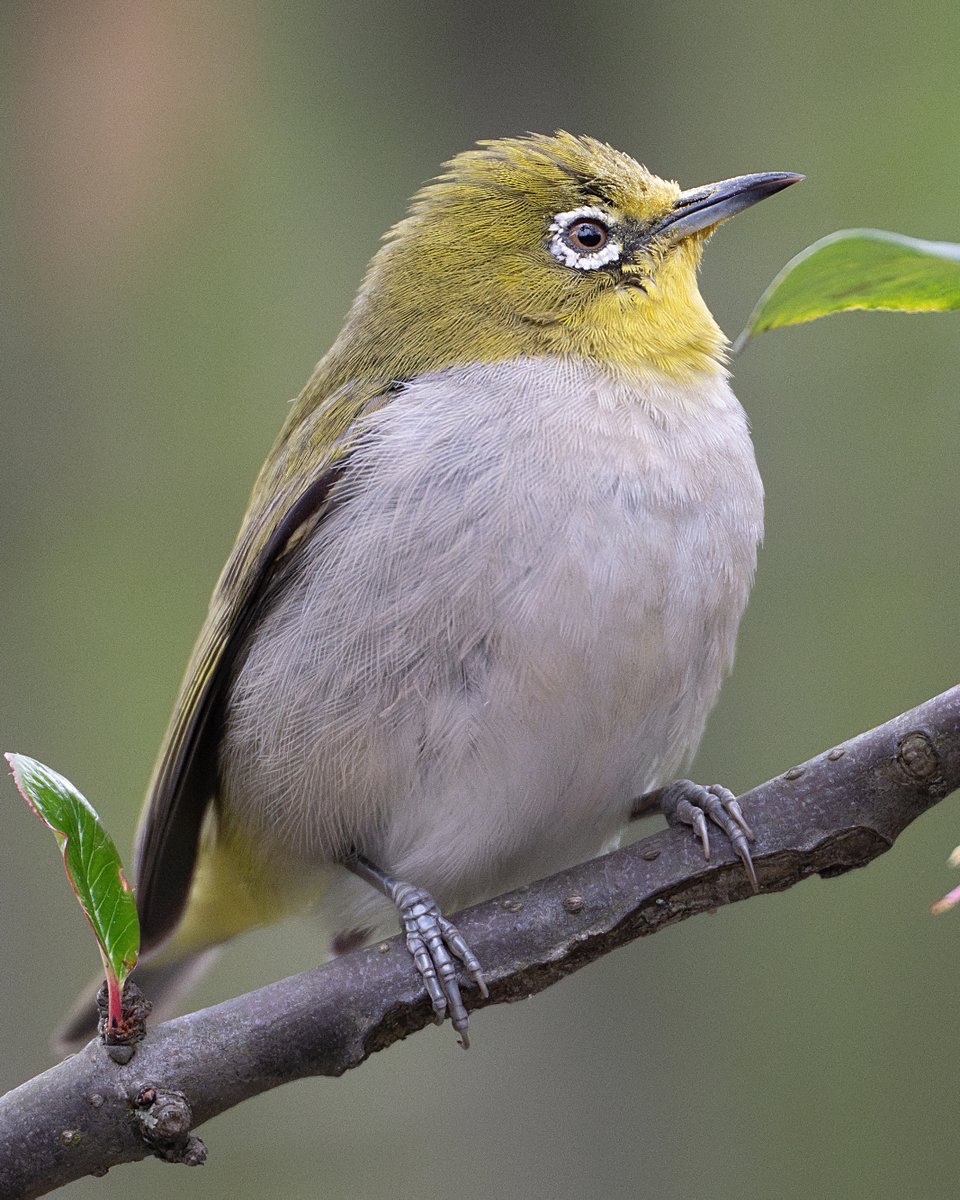 #Whiteeye covered in pollen.
花粉に覆われたメジロ。
滿頭花粉的##斯氏繡眼。#incrediblesichuan