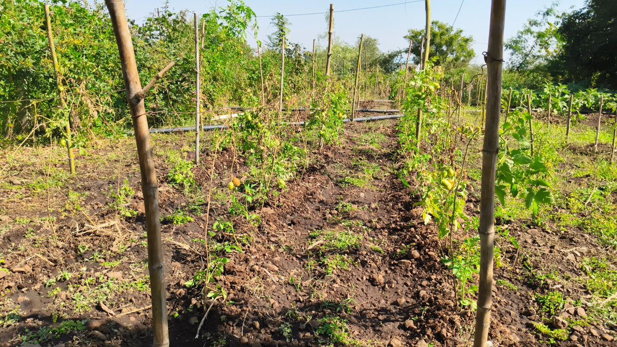 info dahod GoG tweet media