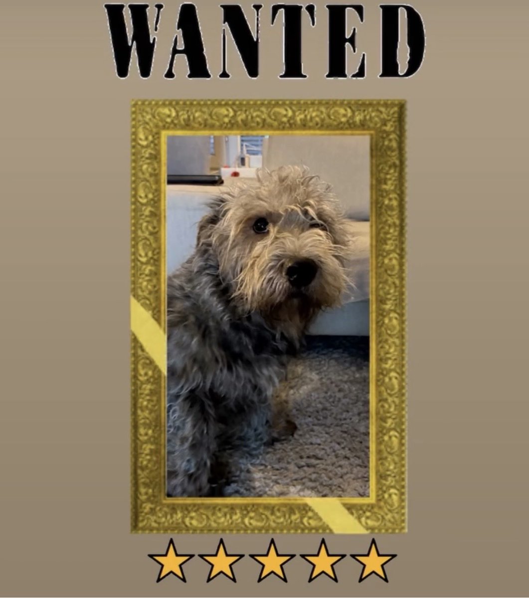 Kinkkurosvo! Kuvan tyyppi vei röyhkeästi puoliksi syödyn joulukinkun suoraan jääkaapista 🐶🍖