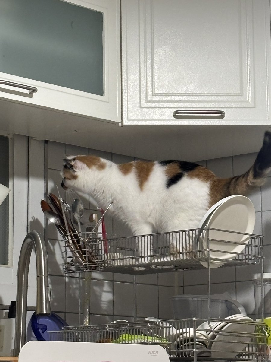 고양이들은 대체 왜..