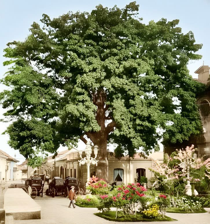 Caracascuentame's tweet photo. Caracas, 1913. Ceiba de San Francisco, en la actualidad Avenida Universidad, hacia el fondo, San Francisco a Sociedad. El árbol fue sembrado en 1850 https://t.co/qNDBN9MVdw