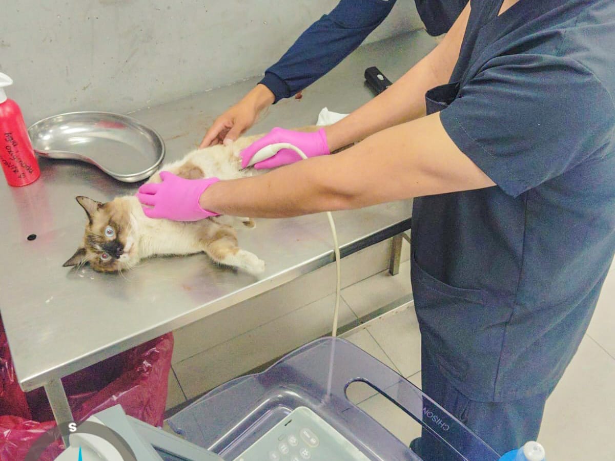 🐾 Gatito rescatado

📍 San Salvador y Chambers

Tras un reporte ciudadano sobre la presencia de un felino herido en el sector, personal de <a href="/Proanimal_gye/">ProAnimal_gye</a> ejecutó la intervención y rescate para trasladar al gatito al Centro Veterinario Municipal. 

#ConstruyendoLaCiudadDeTodos