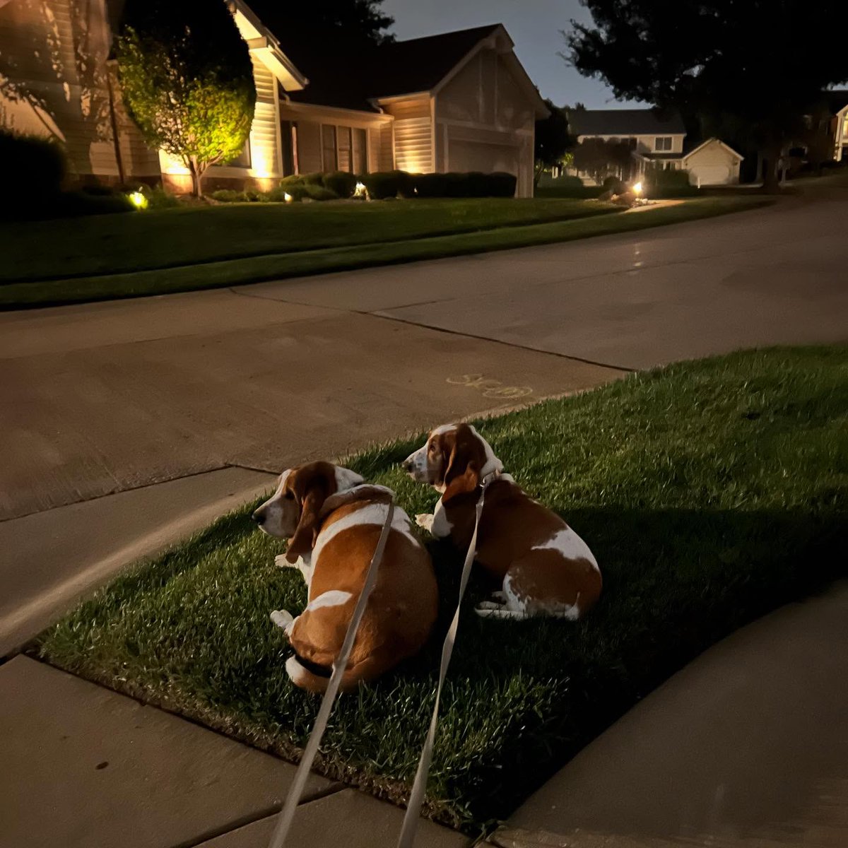 CarlosMerritte's tweet image. Cuteness Overloaded😍😍
#BassetHound #HoundLife #BassetLove #BassetPaw #DogsofTwitter #BassetHoundLoverUSA