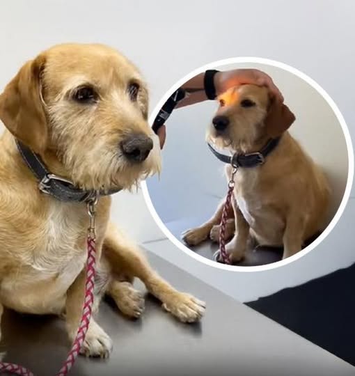 KateriSeraphina's tweet photo. Une famille inquiète a emmené son chien chez le vétérinaire, persuadée qu’il était devenu aveugle : il ne réagissait plus à rien autour de lui.
Après un examen complet, le verdict est tombé — sa vue était parfaite. Le chien avait simplement décidé d’ignorer tout le monde.
La découverte a laissé ses humains à la fois soulagés, amusés… et un peu vexés.
Selon le vétérinaire, le chien avait probablement compris qu’en faisant semblant de ne rien voir ni entendre, il recevait davantage d’attention. Une stratégie futée — et franchement hilarante — de surdité sélective parfaitement maîtrisée.