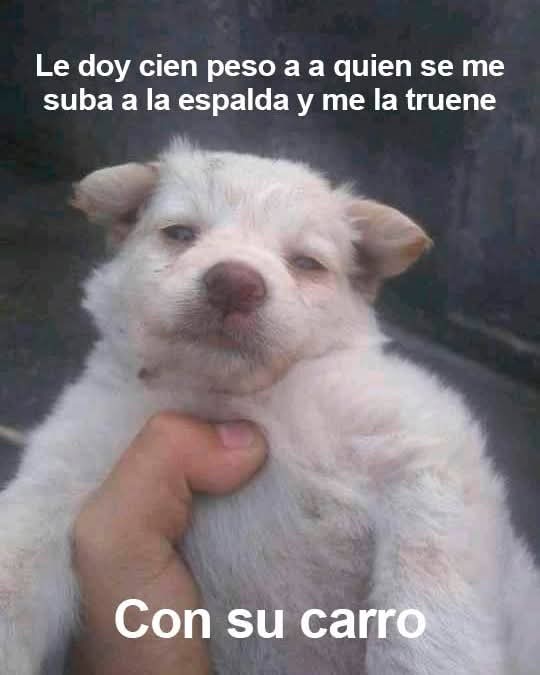 Maestre Mapaxito (@mapaxitouwu) on Twitter photo 