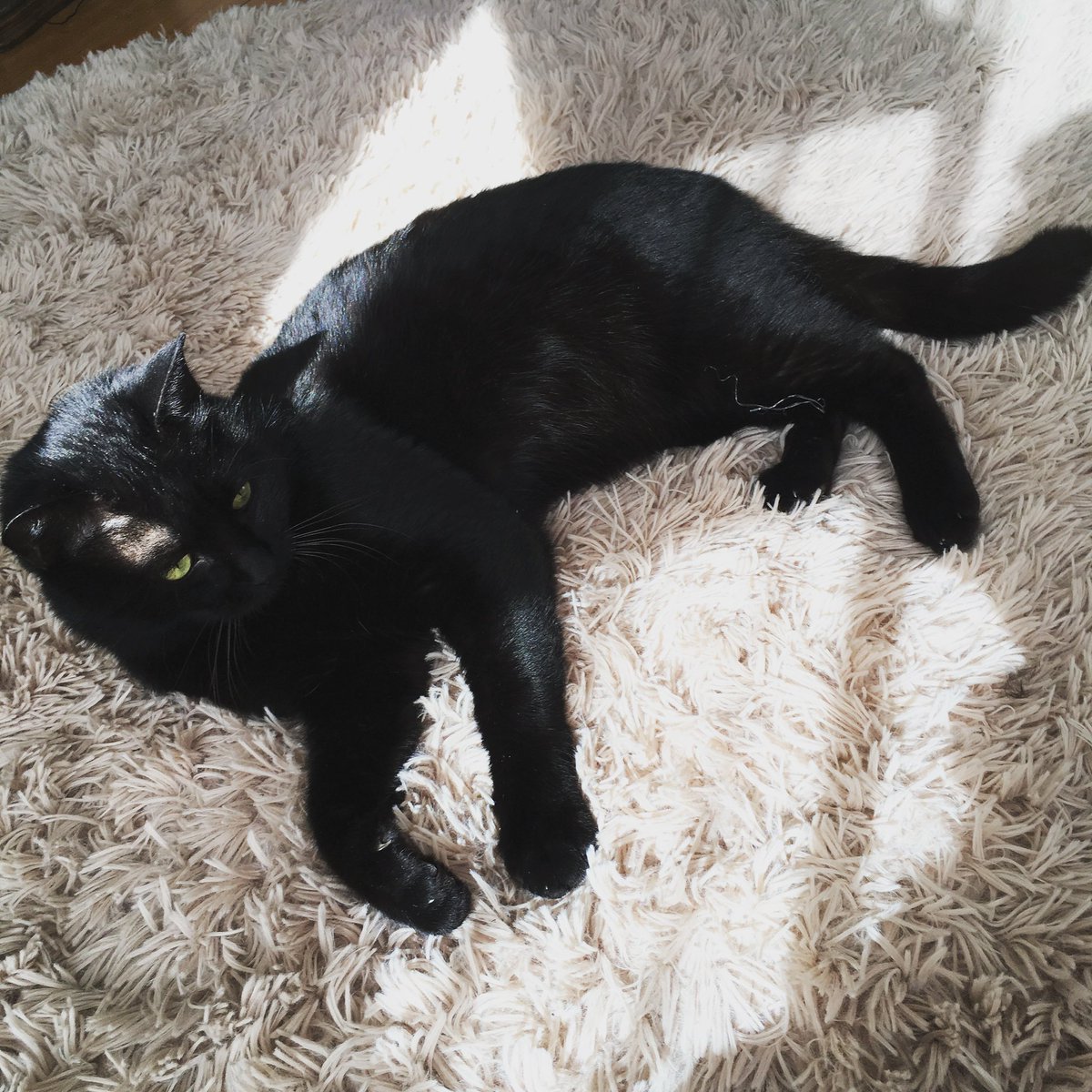 アムはクリスマスの譲渡会で出会えた子だから、そういう意味で思い入れの強い12/25
いつかこの世から離れてしまっても、きっと毎年感謝する