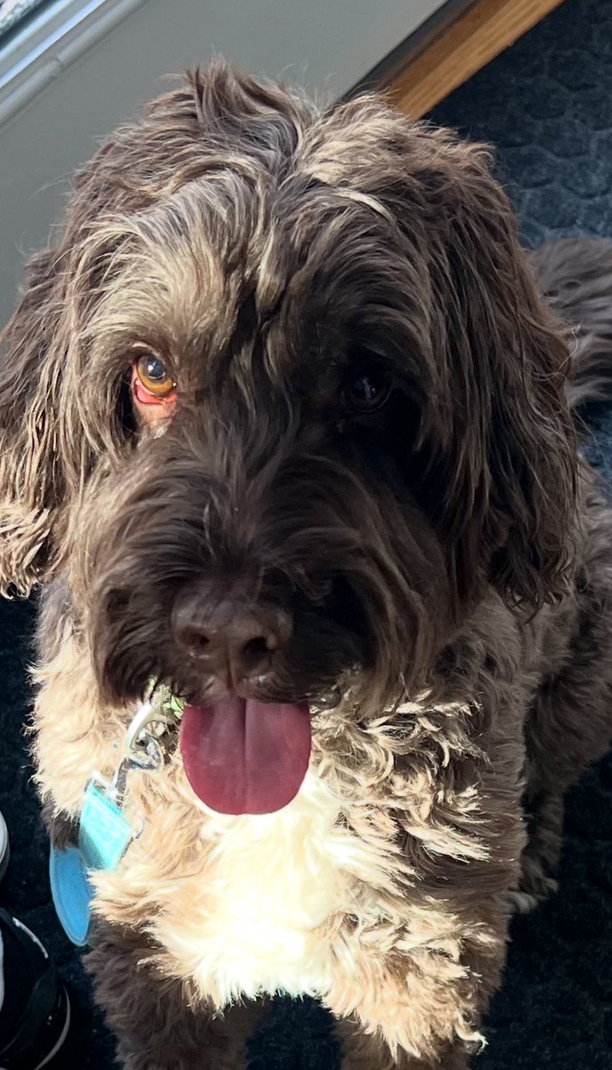 Jared Carrabis tweet media