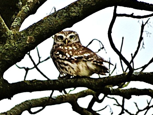 GordonBlackett's tweet photo. After a fairly birdless Boxing Day ramble among local lanes and fields, I was surprised to return at dusk to find a Little Owl calling loudly in my small County Durham garden. Best Wishes for 2026 folks. @teesbirds1 https://t.co/3qvgTcvsRl