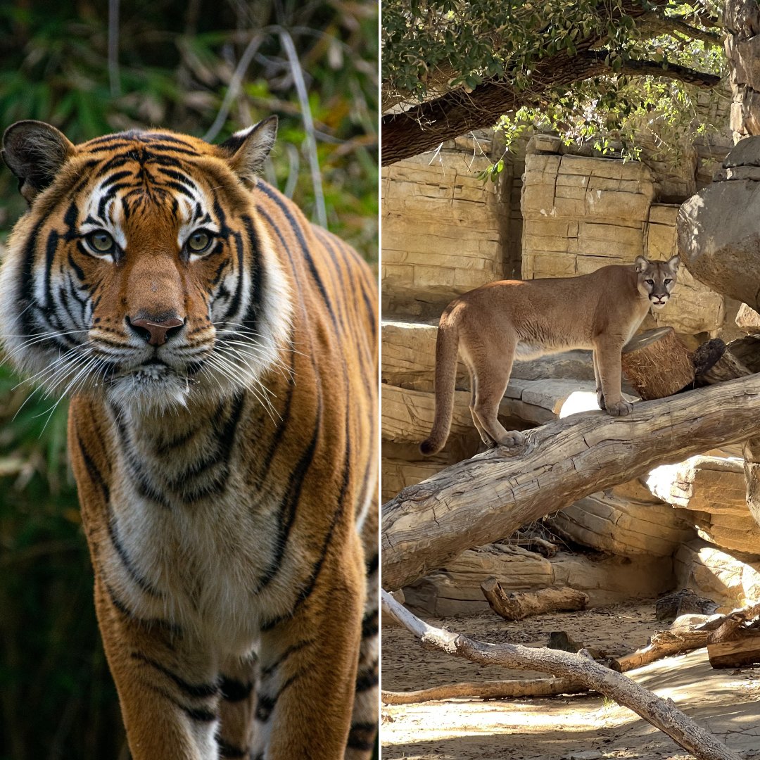 Get your game face on with a fierce feline showdown before kickoff. Stop by the Zoo ahead of the Texas Bowl to see Berani, our Malayan tiger, and our cougars, Shasta VII and Louie. UH students can join the fun with free Zoo admission—just reserve your student ticket online. (1/2)