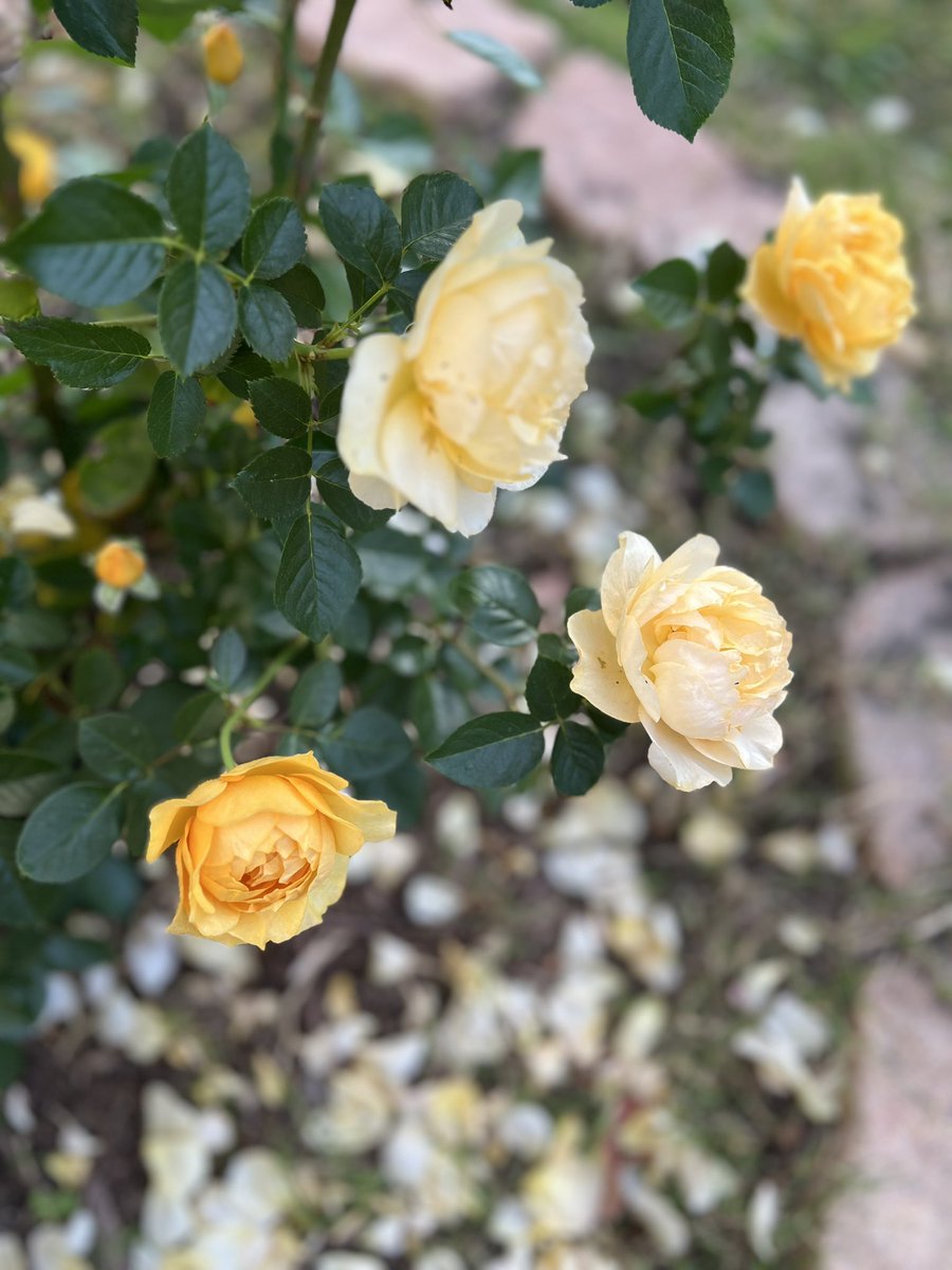 Trekin's tweet image. My roses today.