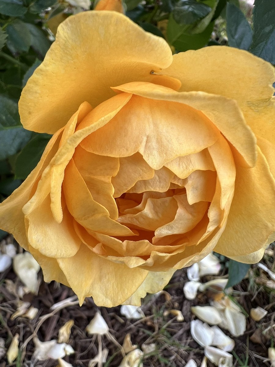 Trekin's tweet image. My roses today.