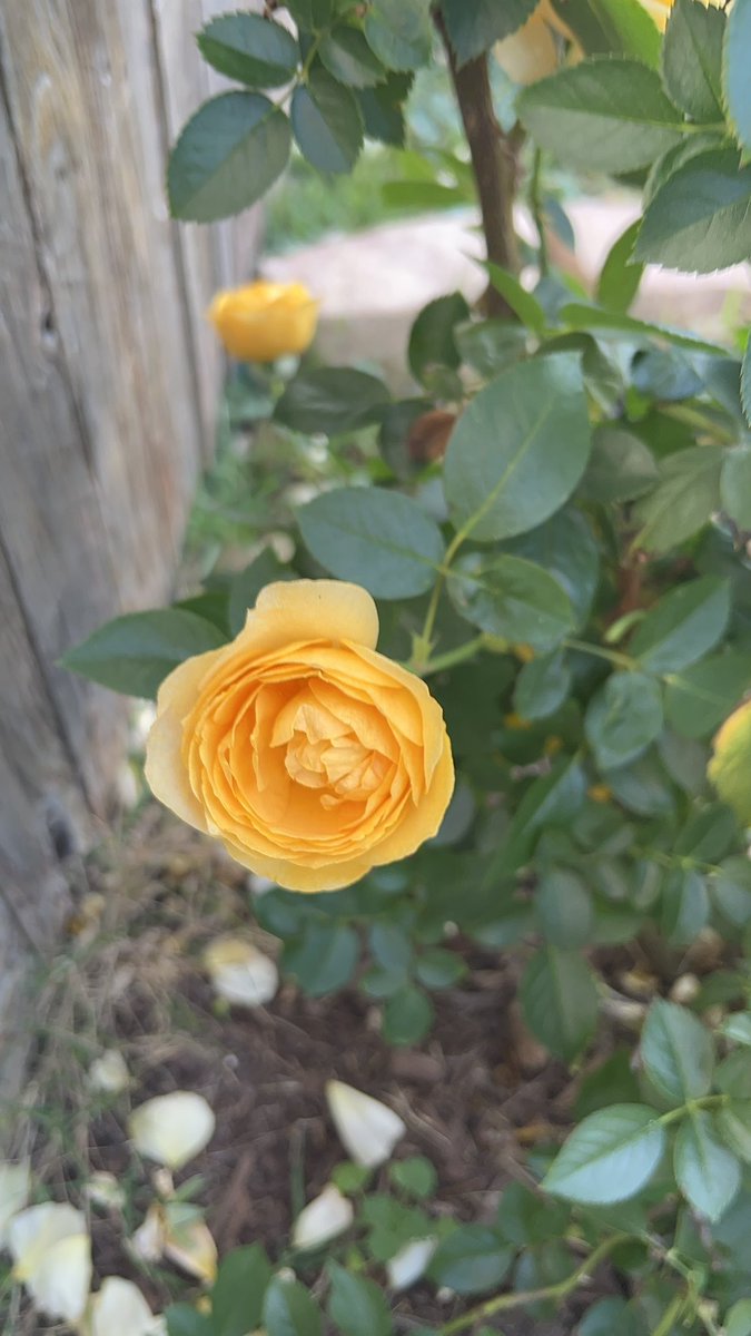 Trekin's tweet image. My roses today.