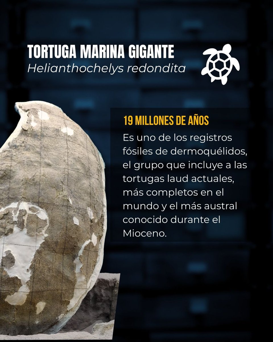 #Helianthochelys redondita🐢🌊 <a href="/yatachelys/">Patagonian Fossil Turtles 🐢🇦🇷🙋🏻‍♀️🙋🏻‍♂️🇬🇷</a>