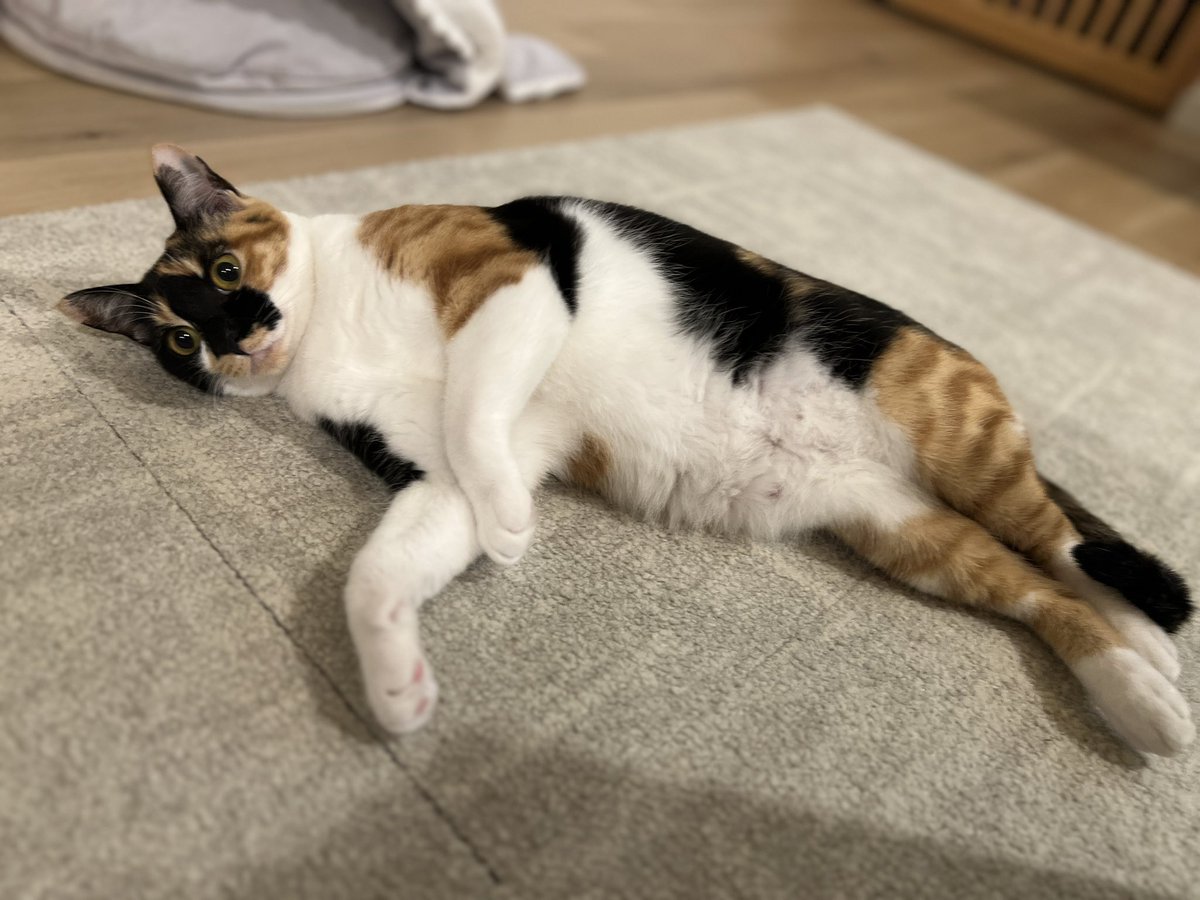 ボンちゃん可愛い☺️ 仕事で見れず録画OK～✨🐈