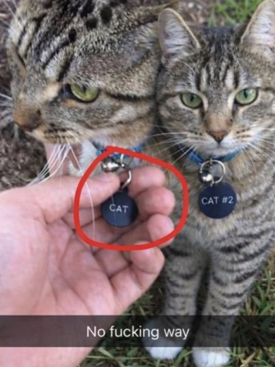 smol silly cat (@catsillyness) on Twitter photo 