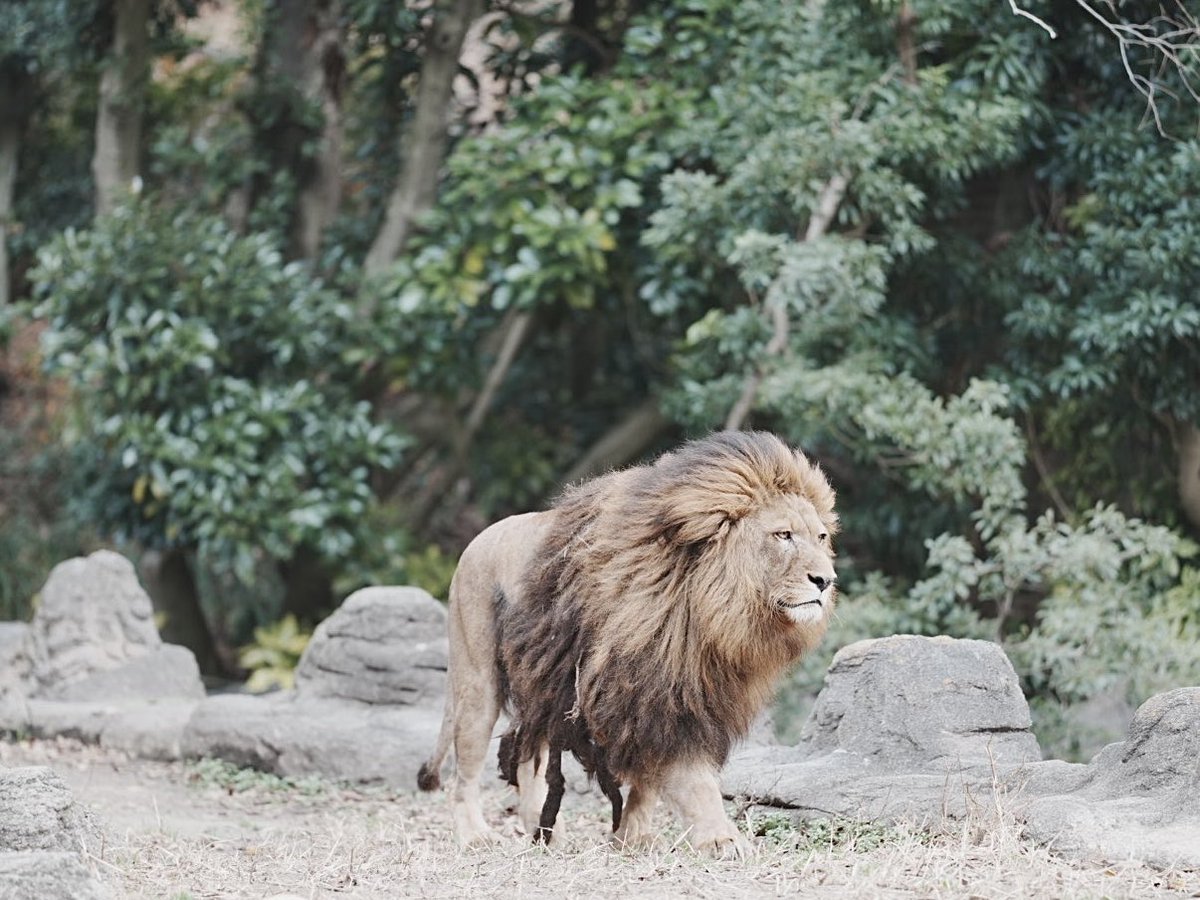 Zk5Gb's tweet image. この毛量
まさに王者の風格🦁
#とべ動物園
#ライオン
#ネオ