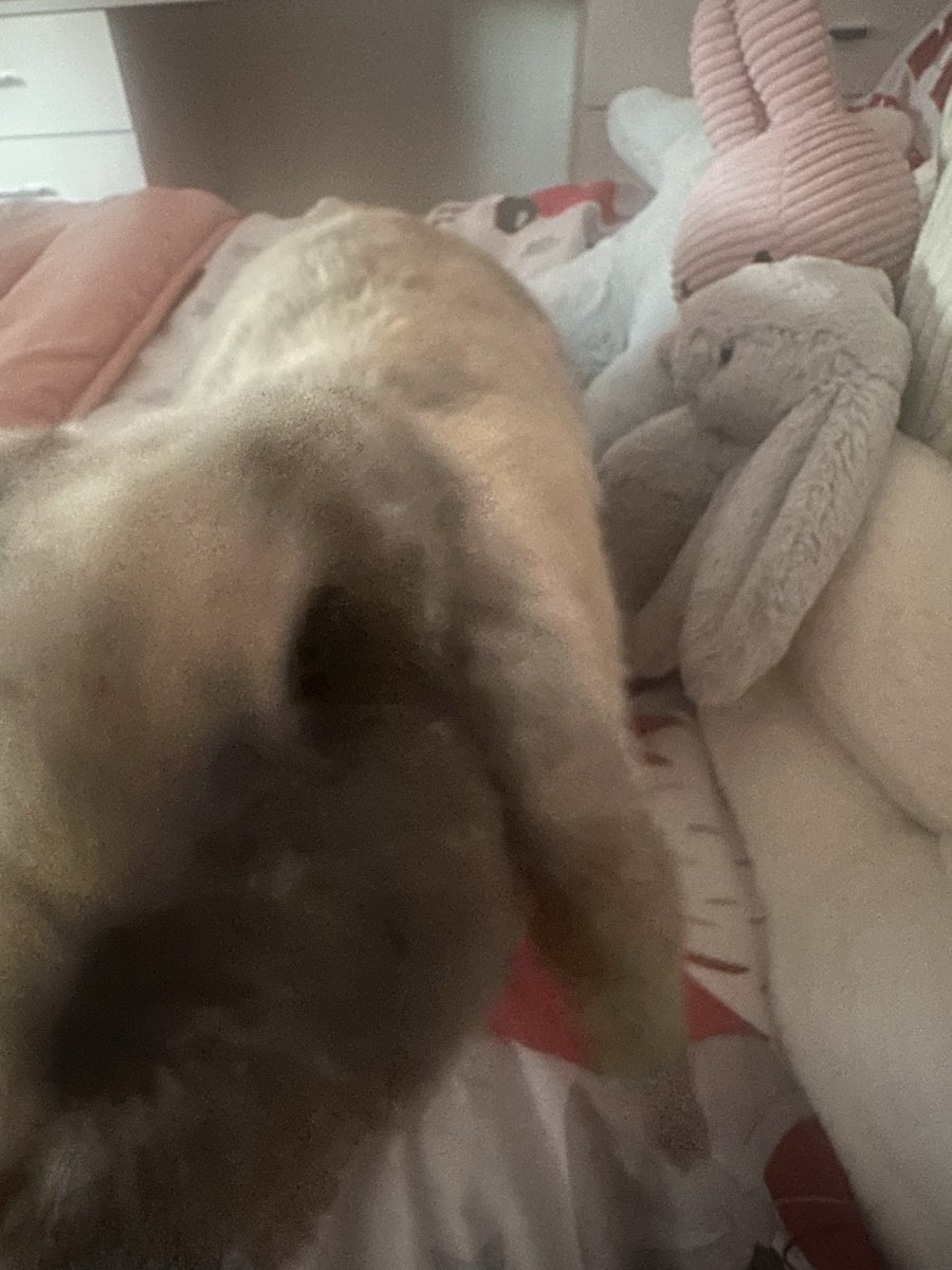 Cocobunny tweet media