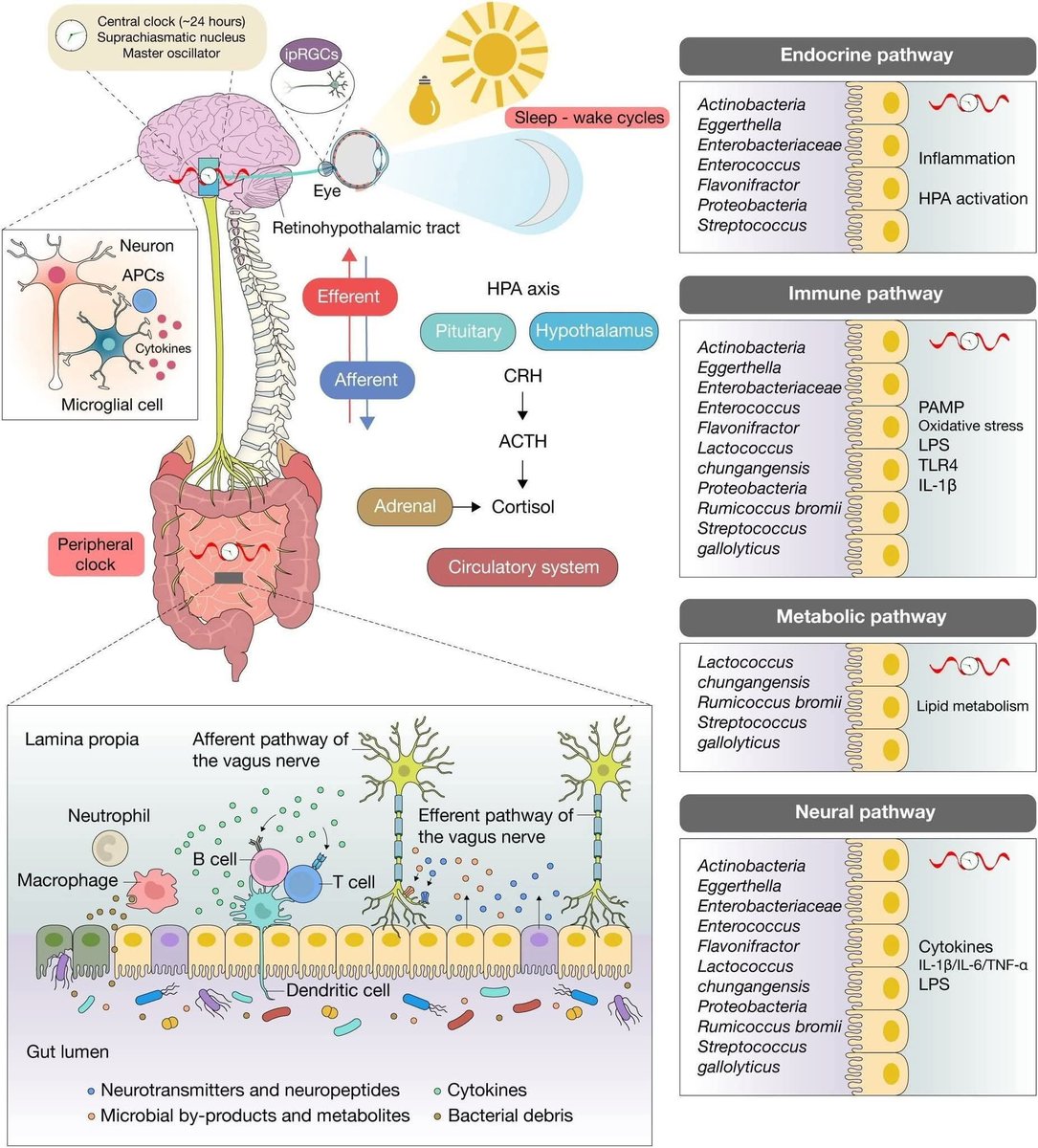 William A. Wallace, Ph.D. tweet media