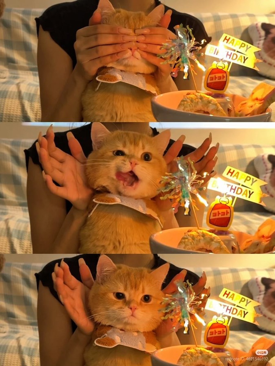 nekocatts's tweet image. Happy birthday 🥳🎉
