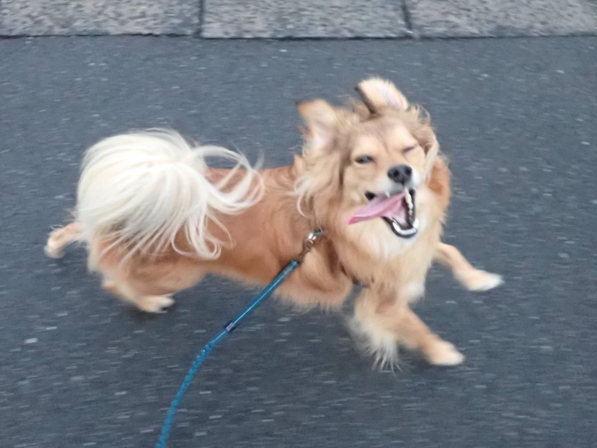 もなかとキャラメル (@monaka_no_onaka) on Twitter photo 