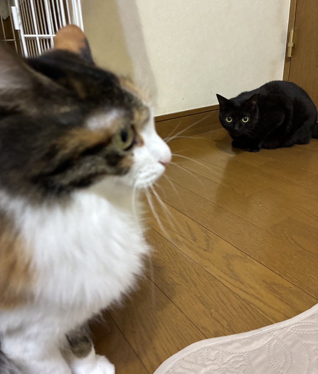 本日のみけさん・くろさんです🐈🐈‍⬛ #三毛猫 #黒猫 #保護猫