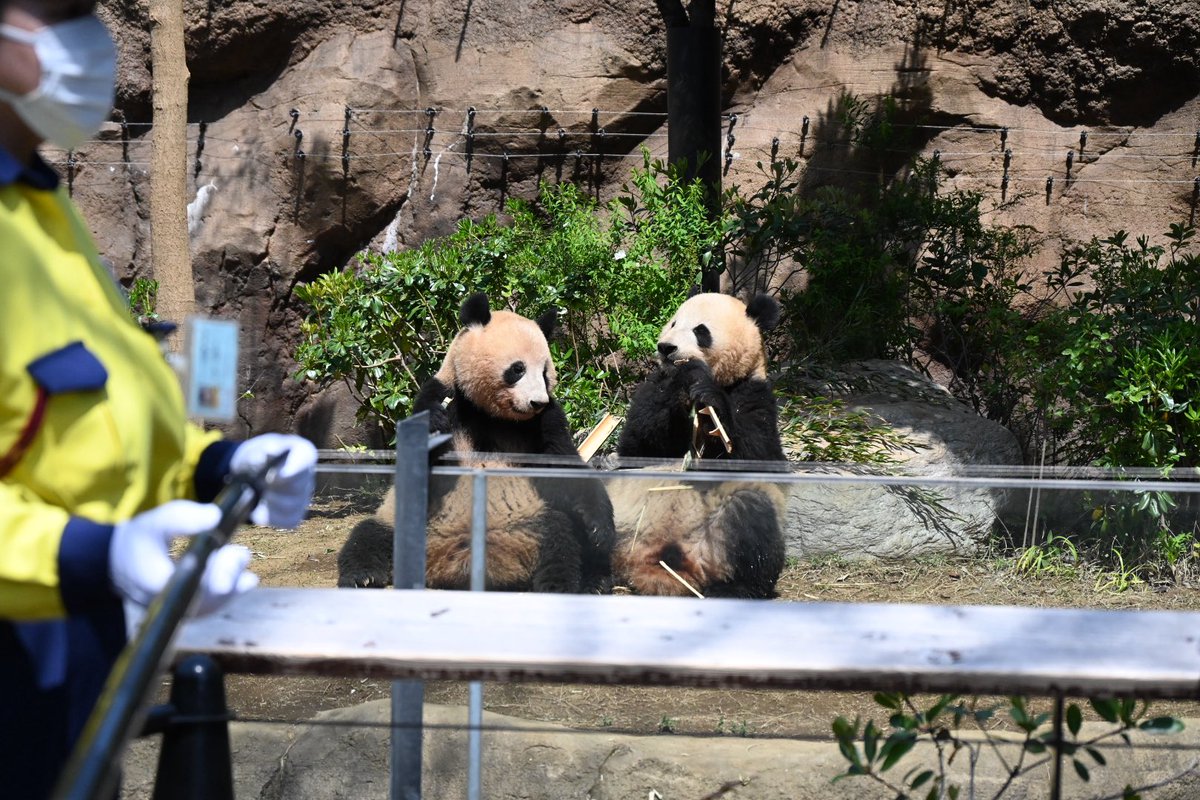 シャオくん
レイちゃん
明日は2人にとって
最後のパン森のお庭かな
今まで何万人の人をお庭で迎えてくれたかな
リーパパ  シンシンママ
シャンねーねにもお話ししてあげてね
僕たちスーパースターなんだよって
みんな僕たちみて笑顔になるよってね
明日もおもいっきり
お庭であそんでね🌳🐼🐼