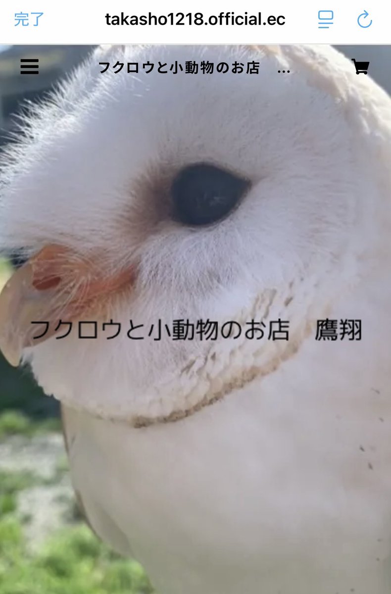 フクロウと小動物のお店 鷹翔 (@takasho_petshop) / Posts / X