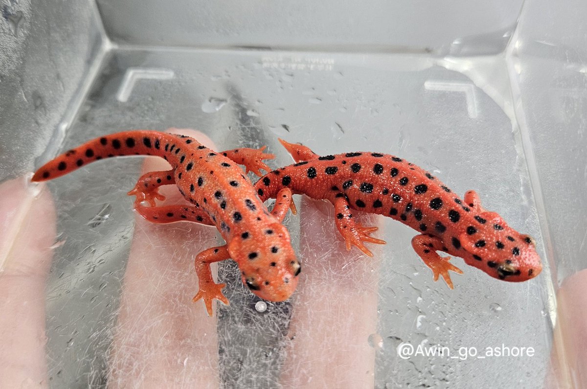 アカハライモリ 福江島系統の末裔はその特徴を具備。左は大化けする表現、右は定常の