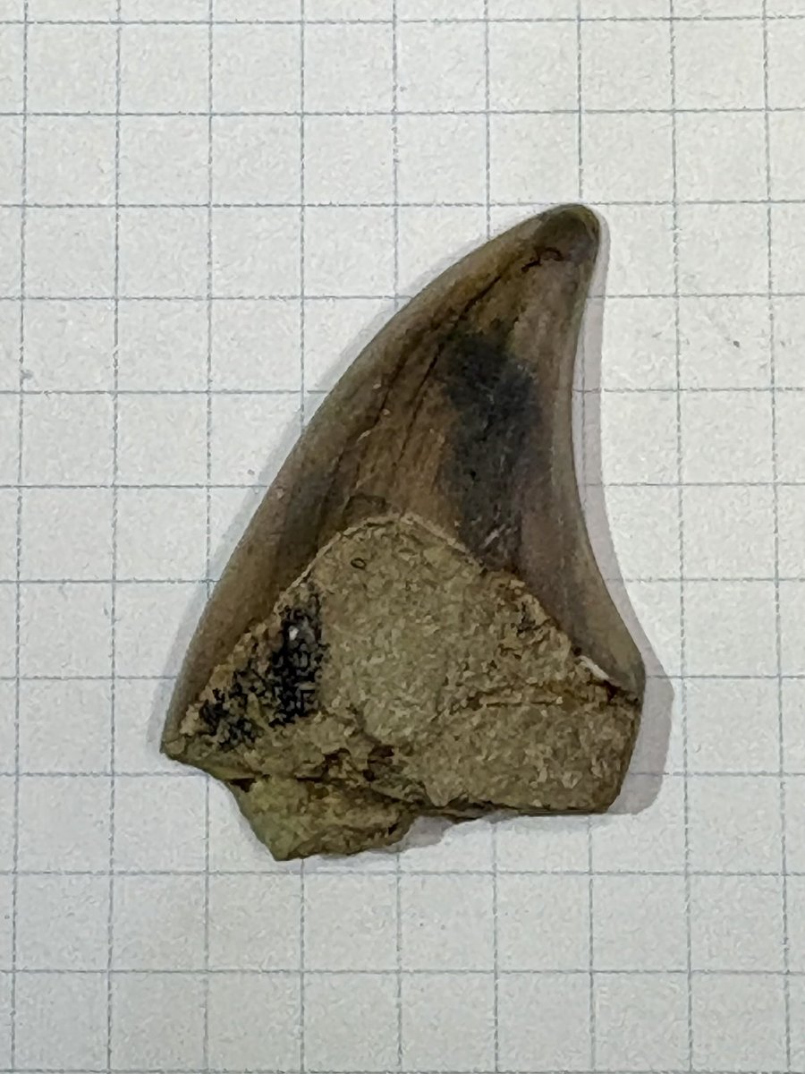 東松山市化石と自然の体験館【公式】 (@kasekitoshizen) / Posts / X