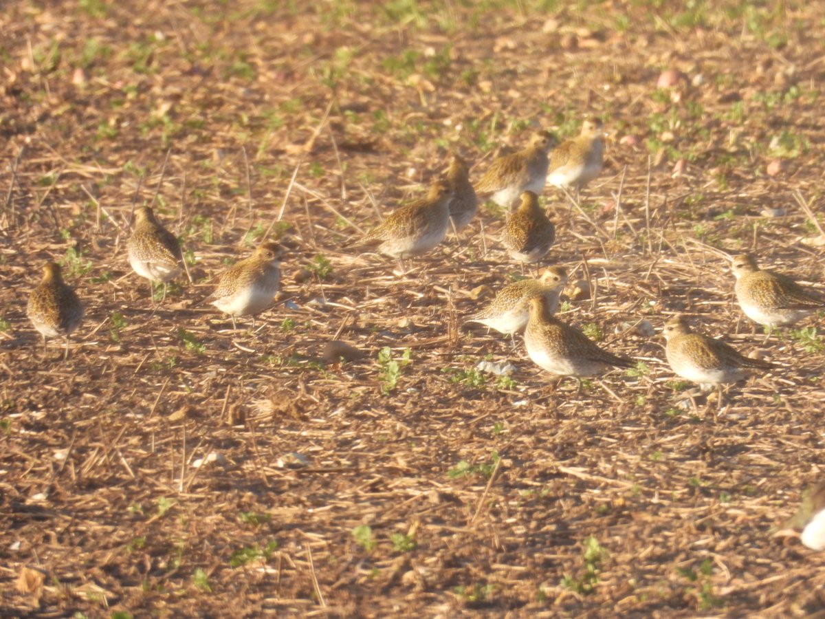 john_f_knowles's tweet photo. Christmas day pre- lunch walk. Flock 30+ golden plover in field near Kess Sewage works. Spooked by a Sparrowhawk. https://t.co/8ChDohsIRA