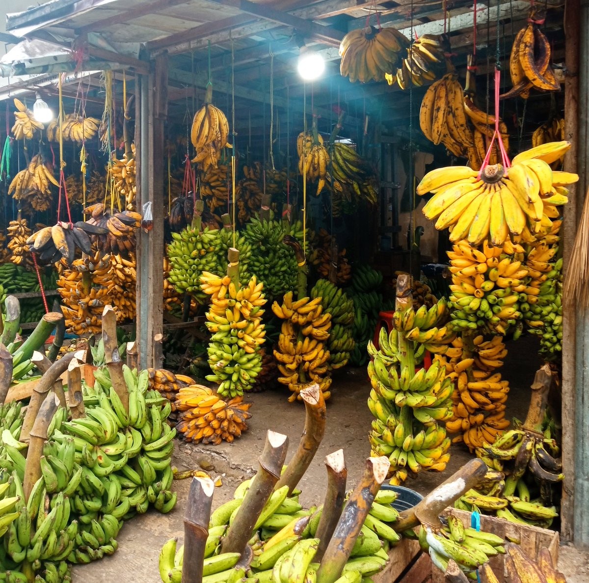 Semua pisang sama di mataku 😌