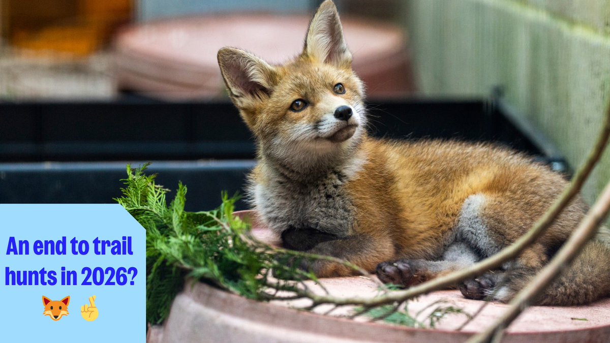 RSPCA_official's tweet image. Wildlife should be celebrated on Boxing Day, not caught up in trail hunting.

We look forward to submitting evidence to the UK Government's consultation next year and will share how you can help us 🦊

Illegal hunting should be reported to the police, who will call us if needed.