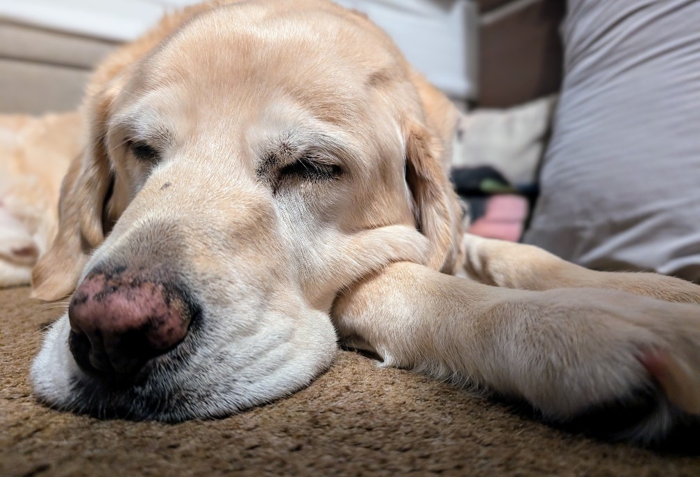 Jo Adams tweet media