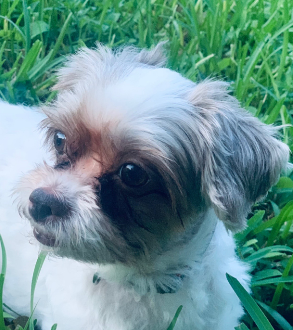 My dog passed away two days ago on Christmas Eve 🕊️🐶 She was hit by a car and died instantly. I wasn’t there when it happened, and I miss her so much already 💔 I loved her more than words can say 🤍 This was a big loss for my family. We had her since 2011, and we all loved her.