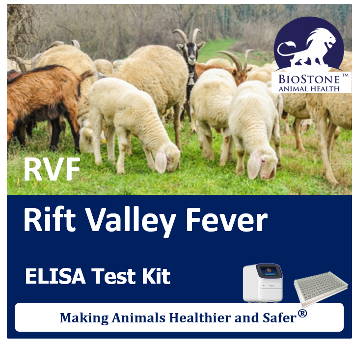 biostoneah's tweet photo. The AsurDx™ Rift Valley fever (RVF)Antibody Test Kit is designed for the detection of antibodies specific to Rift Valley fever (RVF) in bovine, goat, sheep and camel sera and plasma. RVF is a viral disease of humans and livestock that can cause mild to severe symptoms. The mild symptoms may include: fever, muscle pains, and headaches which often last for up to a week. The severe symptoms may include: loss of sight beginning three weeks after the infection, infections of the brain causing severe headaches and confusion, and bleeding together with liver problems which may occur within the first few days. Those who have bleeding have a chance of death as high as 50%.

#BioStone #RiftValleyfever #animalhealth #AsurDx

BioStone Animal Health LLC.
For more information, visit our website: https://t.co/oHdb6kEvQ4

Our AsurDx™ ELISA and PCR reagents are simple, fast, sensitive, and cost-effective, making animals healthier and safer.🌍🐄🐖