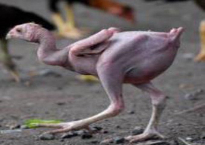 دجاجه عند الحوثيين 
واسد علي الجونبيين خلاص راحت عليكم
بق بق 🤣🤣🤣🤣🤣